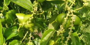 Fruto de Sacha Inchi en planta