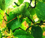 Fruto de la planta Sacha Inchi